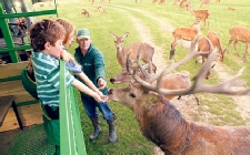 Bucklebury Farm Park - feeding the reindeer