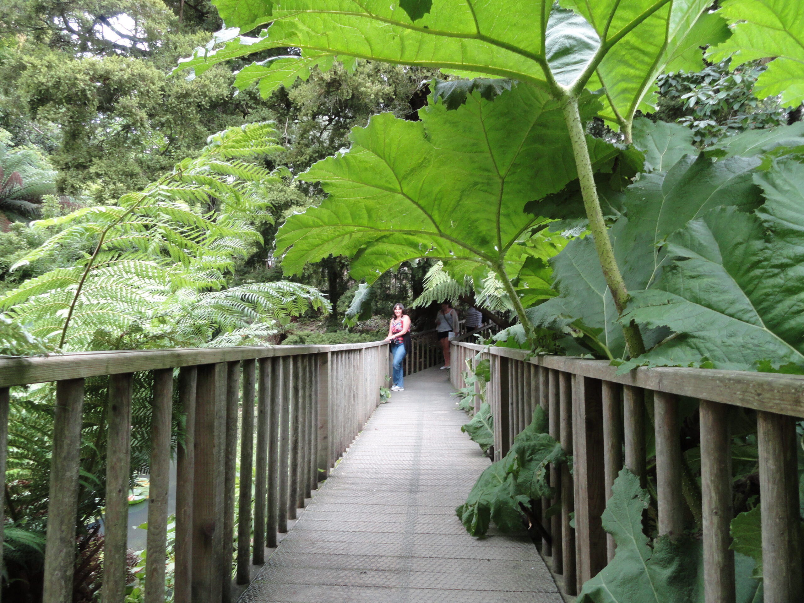 Cotswolds and Cornwall 2011 431-Daves-PC Bridge over the lake at The Lost Gardens of Heligan