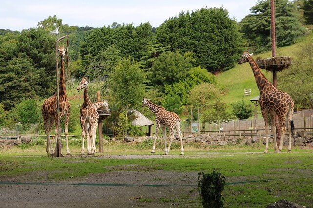 Paignton-Zoo giraffes Paignton Zoo Giraffes