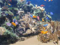 blue-reef-aquarium-2 Blue Reef Aquarium