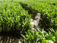 dairyland-farm-world-1 Maze at Dairyland farm world