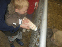 dairyland-farm-world-3 Feeding animals at Dairyland farm world