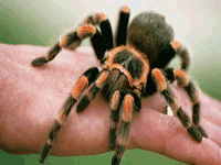 Spider at Drusillars park