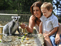 Animals at Drusillars park