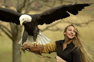 eagle-heights Eagle Heights Bird of Prey centre