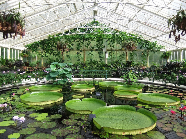 kew4 Giant water lilys at Kew Gardens