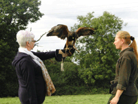Bird of prey at Knockhatch adventure park