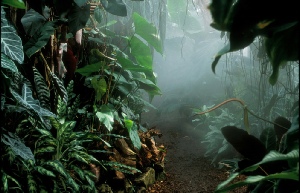 living-rainforest-2 The Living Forest in Berkshire