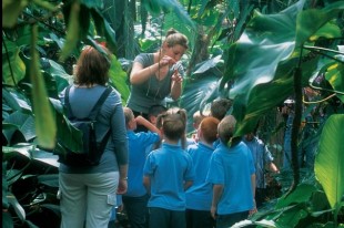 living-rainforest-3 Living Forest