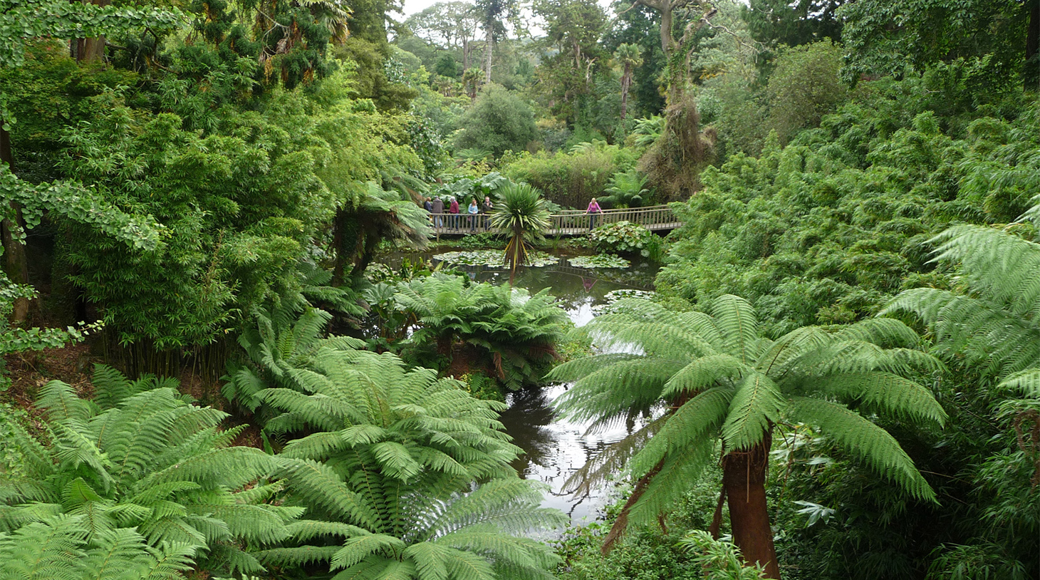 lost-gardens1-Daves-PC Jungle garden at The Lost Gardens of Heligan