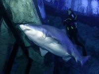 national-marine-aquarium-plymouth-1 Shark at the National Marine Aquarium