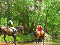 new-forest-2 Horse riding in the New Forest
