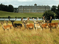 Deer at Petworth House