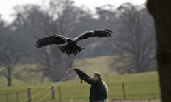 shuttleworth-bird-of-prey-centre Birds of Prey at Shuttleworth