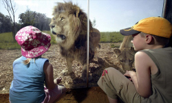 whipsnade-zoo-experience Lion at Whipsnade Zoo