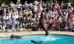 whipsnade-zoo-sealions Sealions at Whipsnade Zoo