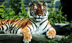 woburn-safari-park-tiger Woburn Safari Park Tiger