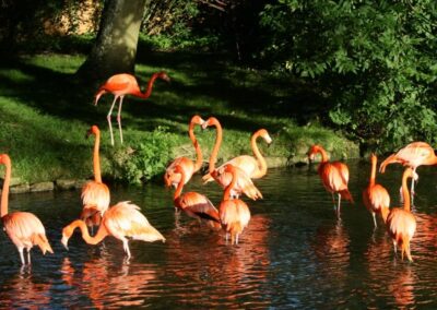 Birdland park and garden - Flamingos