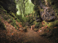 puzzle-wood Puzzlewood