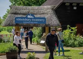 Abbotsbury Swannery