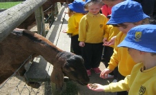 Bucklebury Farm Park