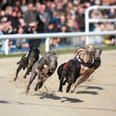 Brighton Greyhound Stadium