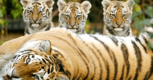 Howletts Wild Animal Park