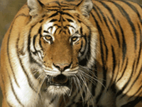 Wildheart Animal Sanctuary (formerly Isle of Wight Zoo)