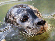 Cornish Seal Sanctuary