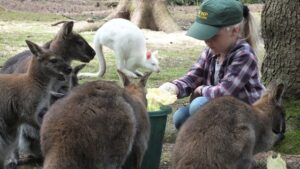 New Forest Wildlife Park