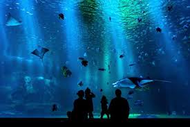 Oceanarium - Dorset