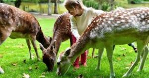 Prinknash Bird & Deer Garden - Gloucester