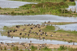 RSPB Pulborough Brooks