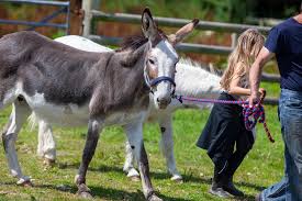 Springfields Fun Park & Pony Centre