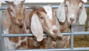 Studley Grange Garden & Leisure Park