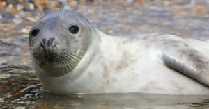 Blakeney Point Seals