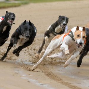 Brighton Greyhound Stadium
