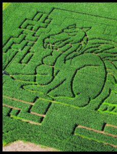 Brimstage Maize Maze (seasonal)