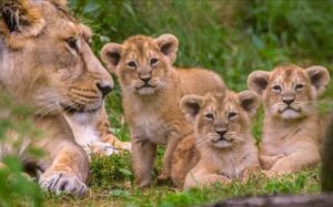 Cotswold Wildlife Park - Burford