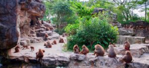Curraghs Wildlife Park