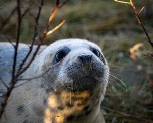 Donna Nook National Nature Reserve