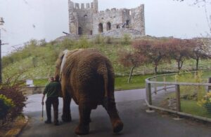 Dudley Zoo and Castle