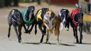 Greyhound Stadium