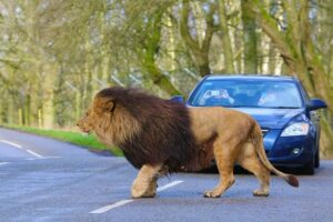 Knowsley Safari Park