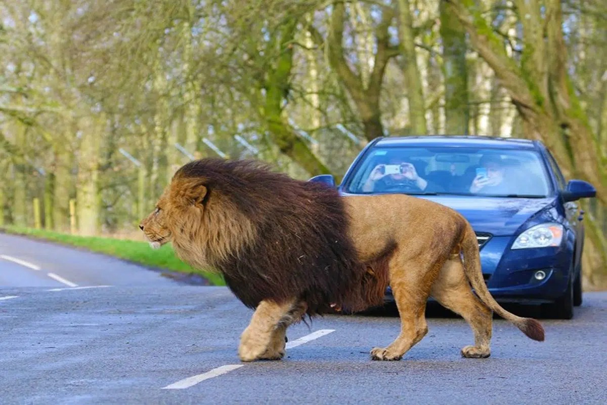 Knowsley Safari Park Merseyside