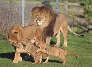 Linton Zoo