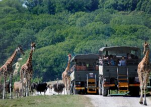 Port Lympne Wildlife Park
