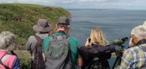 RSPB Bempton Cliffs