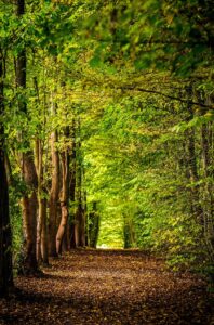 Salcey Forest