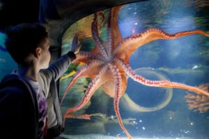 Sea Life Scarborough